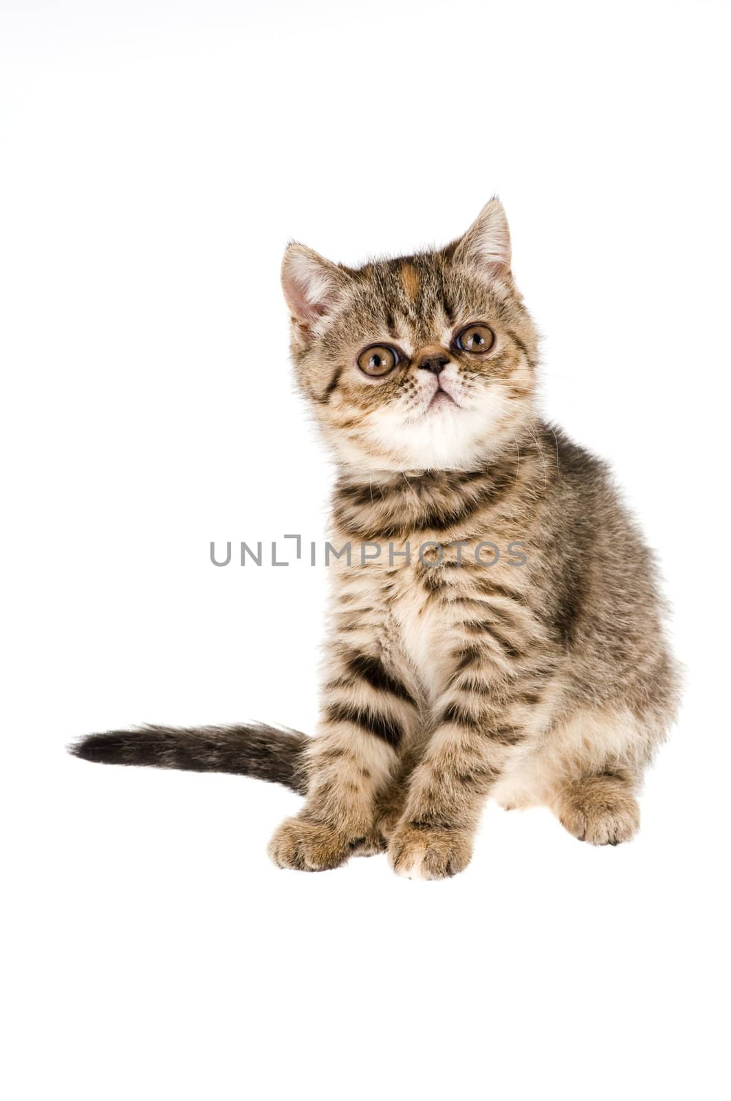 Striped fluffy kitten isolated on white background