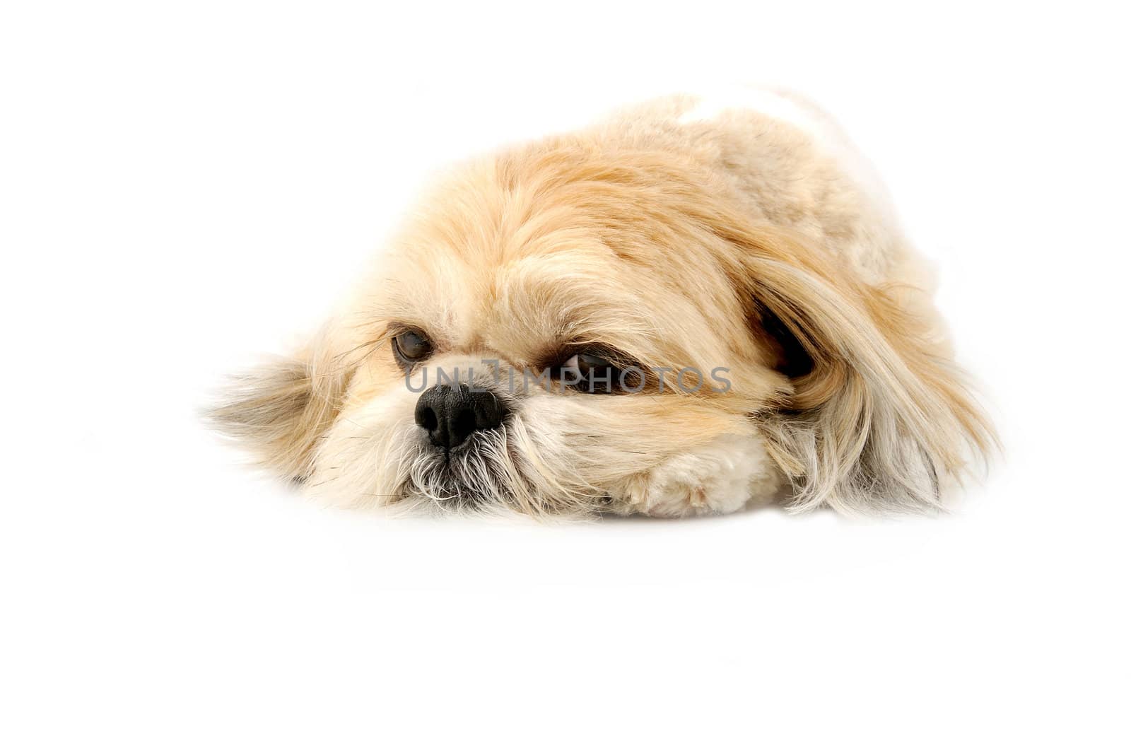 Image of a very cute Lhasa with puppy eyes on a white background
