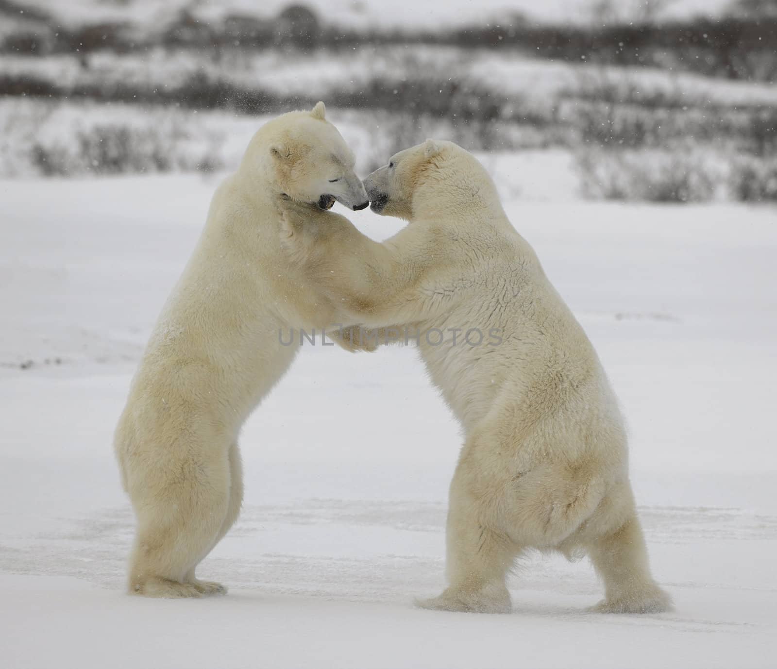 Fight of polar bears. 15 by SURZ