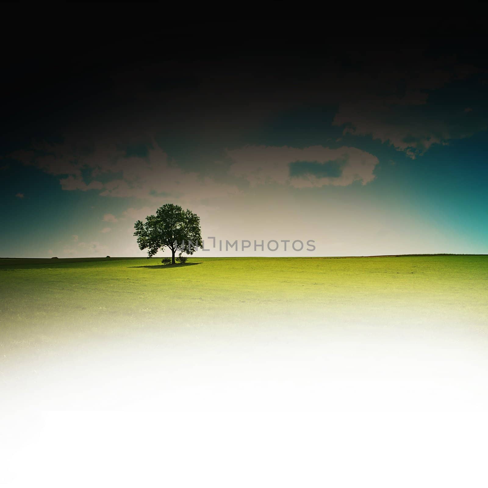 lone tree with art effect and copyspace