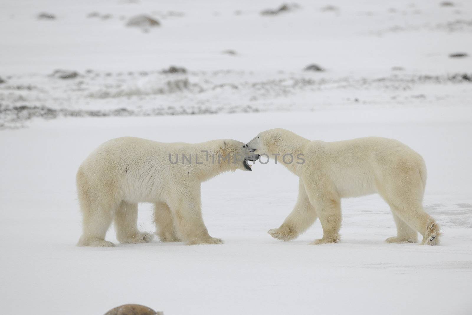 Meeting. Two polar bears have met and sniff each other. Tundra in snow blizzard.