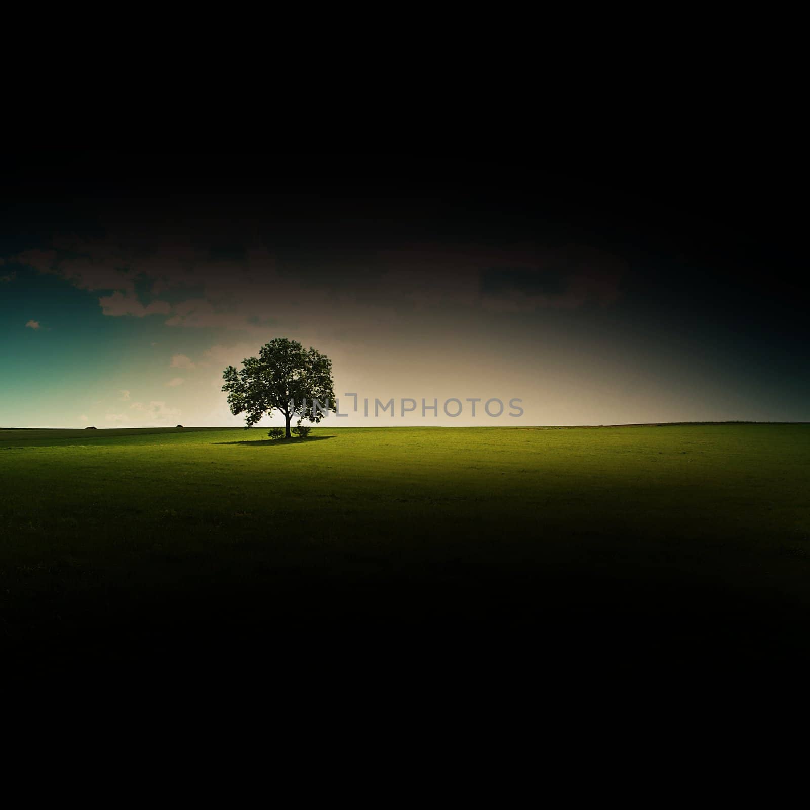 lone tree by Hasenonkel