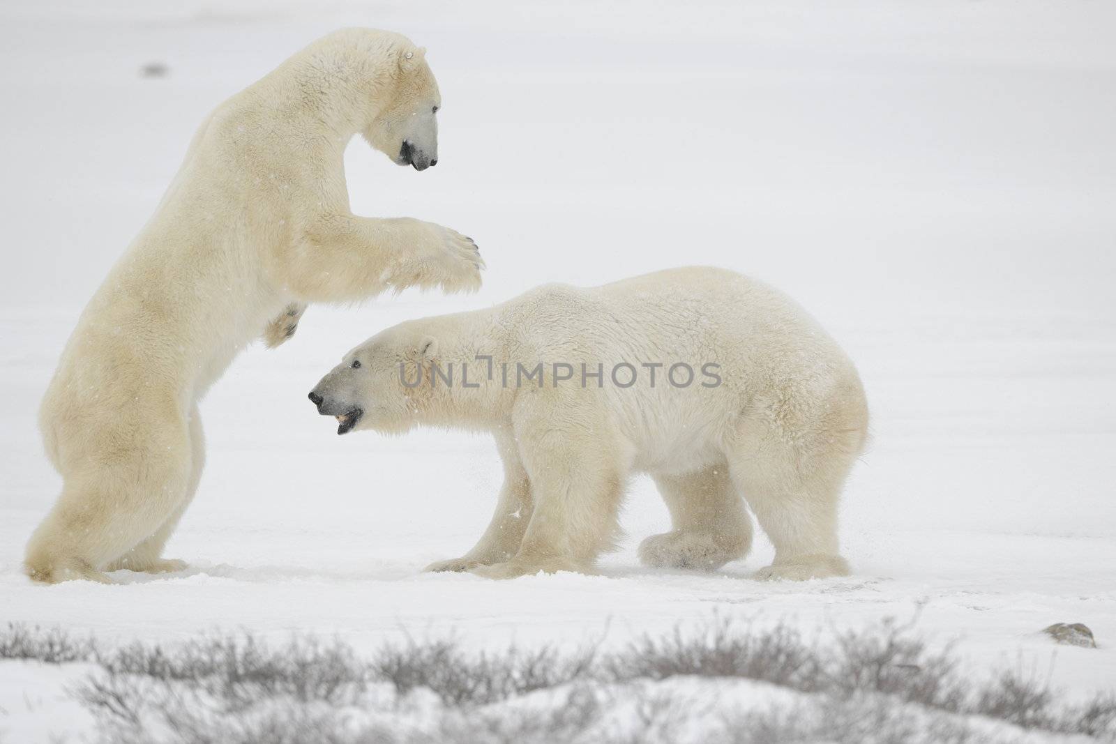 Fight of polar bears. Two polar bears fight. Snow tundra with undersized vegetation. 