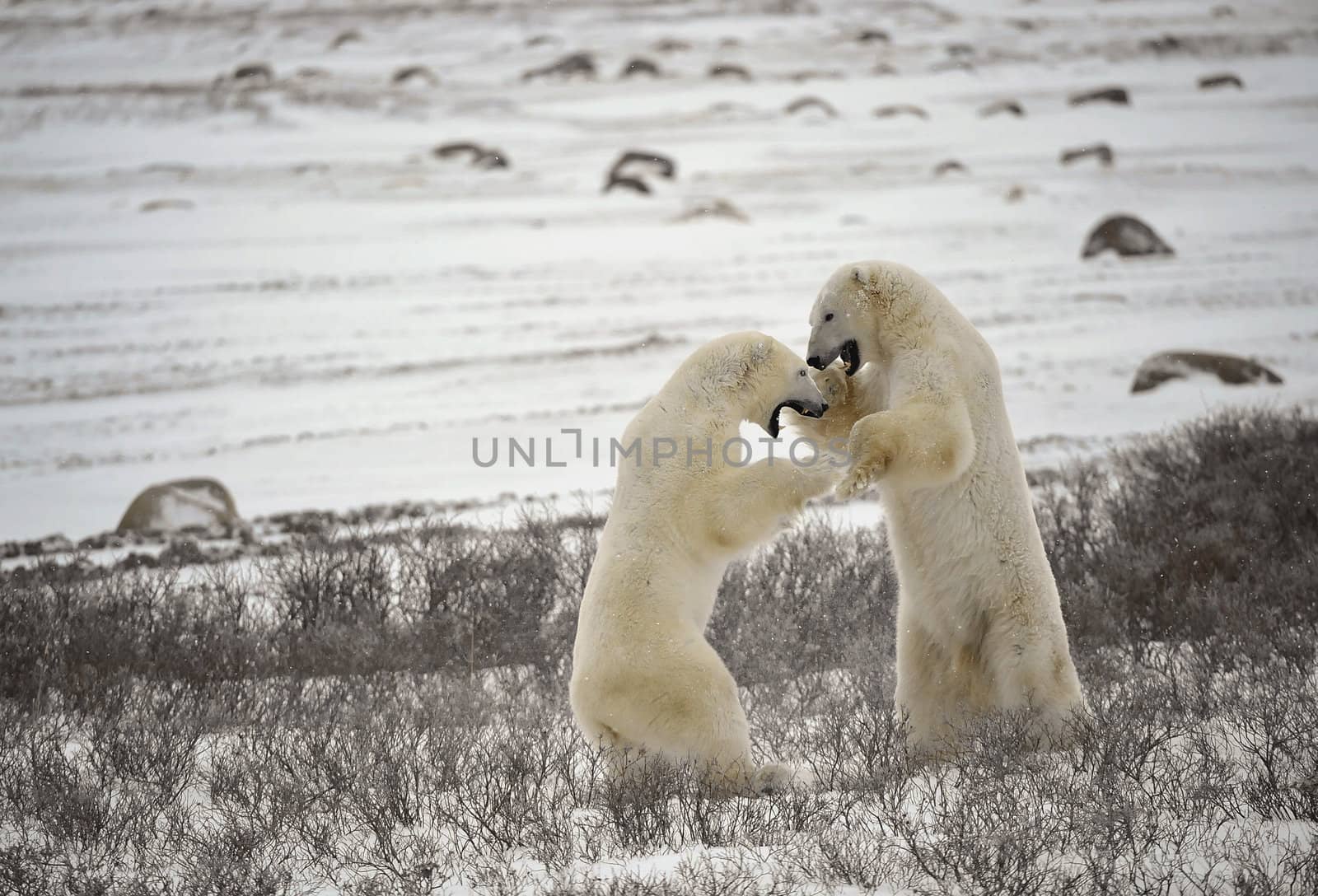 Fight of polar bears. Two polar bears fight. Tundra with undersized vegetation. Snow.