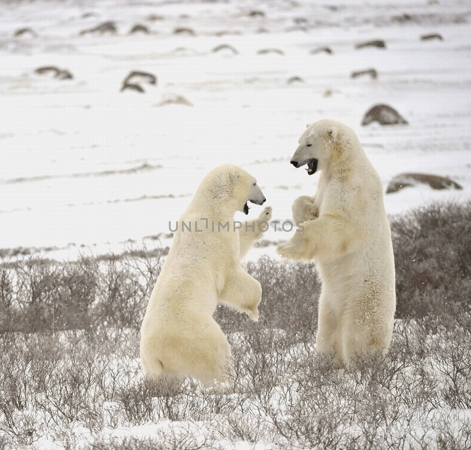 Fight of polar bears. 18 by SURZ