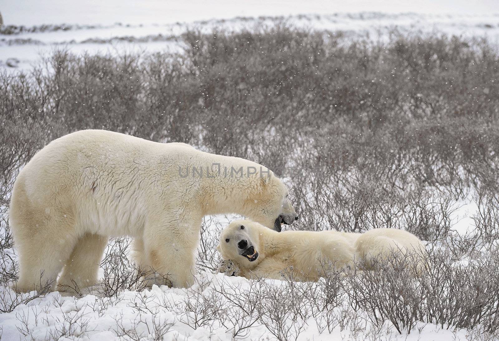  Two polar bears have met and sniff each other. Tundra in snow, blizzard.