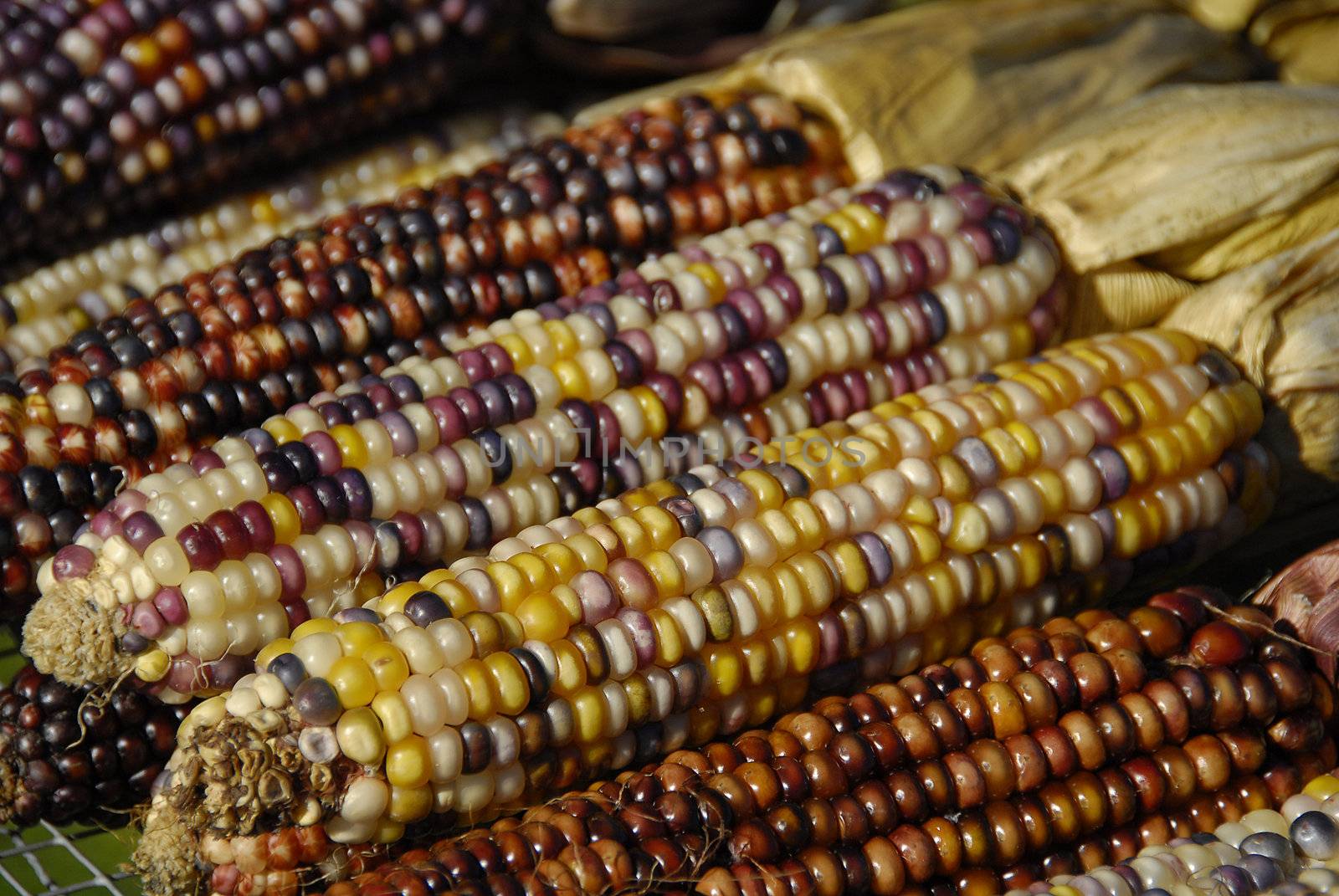 Close up shot of a freshly plucked  Indian corn