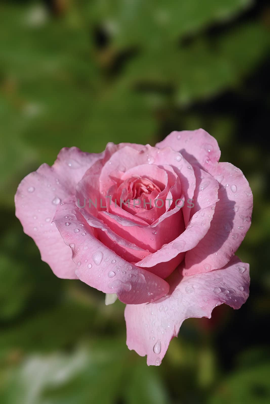 A beautiful pink rose on green natural background