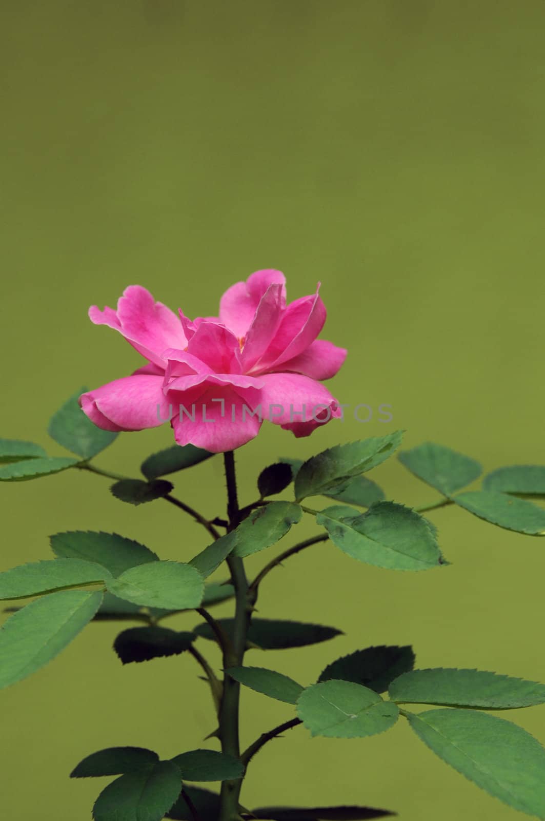 A beautiful pink rose on green natural background