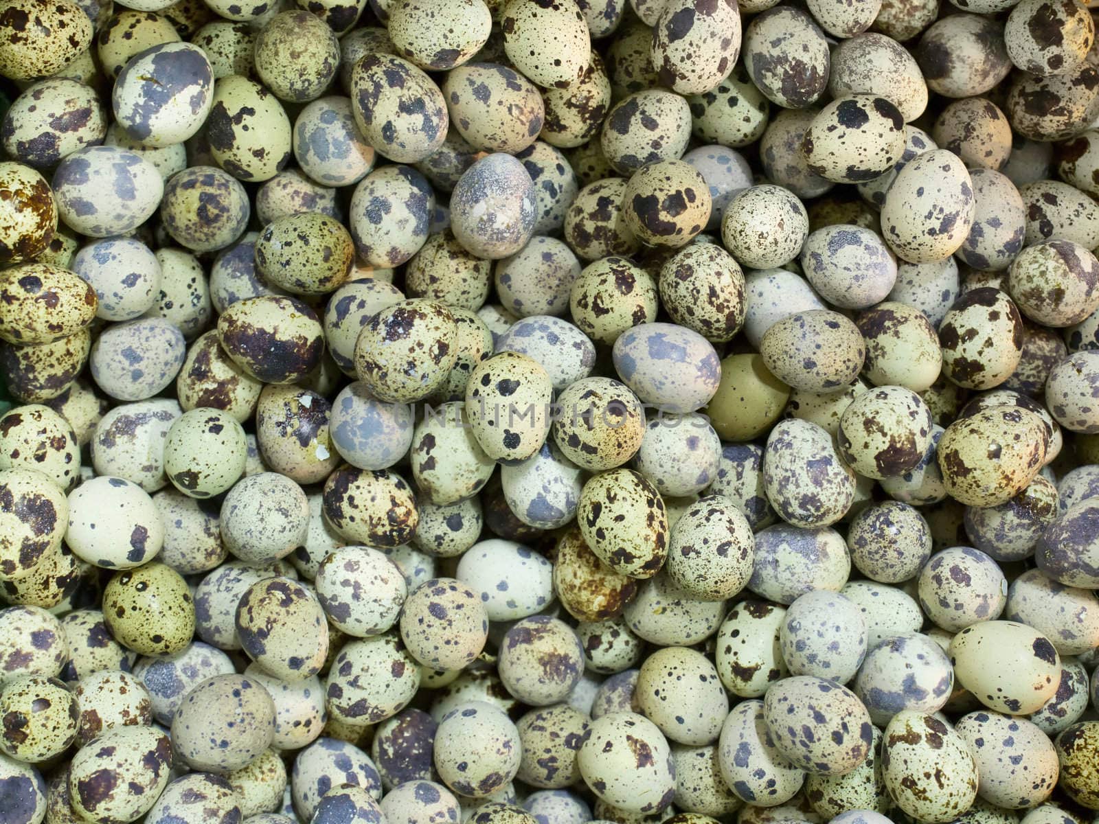 close up of a heap of quail eggs