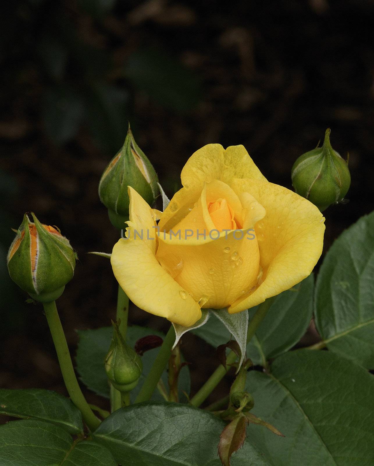 A beautiful yellow rose captured after a slight downpour