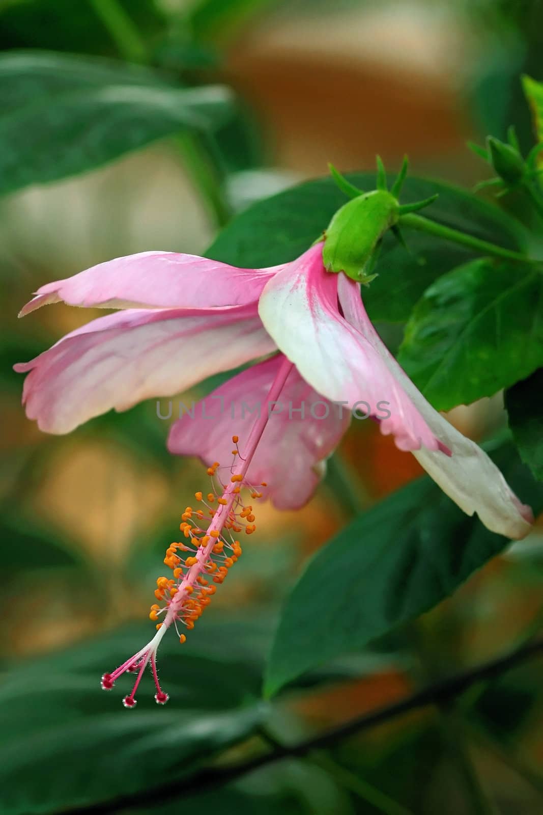 A beautiful and fully bloomed pink hibiscus flower