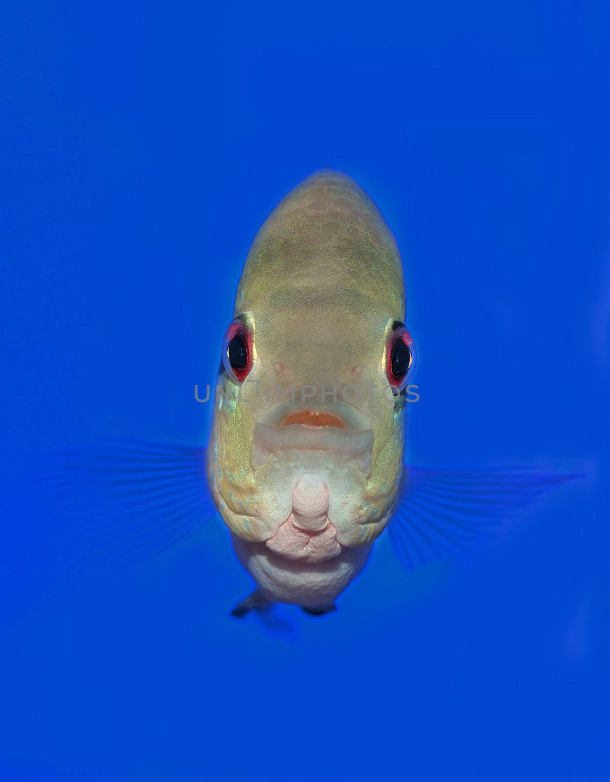 A big fish looking straight into the camera