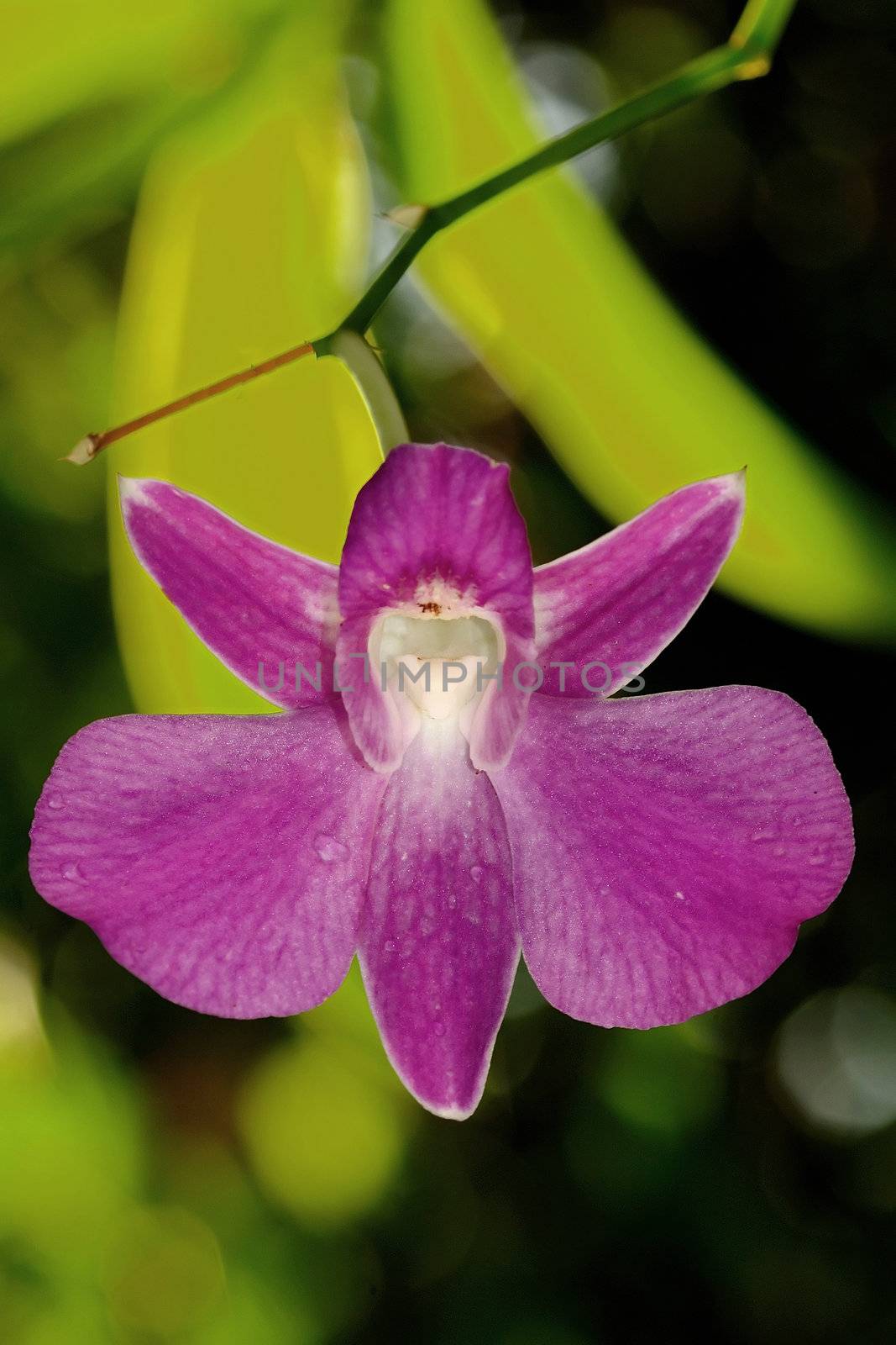 A beautiful backlit pick orchid in Thailand