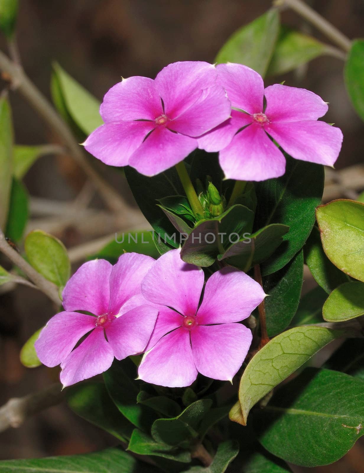 Two pairs of periwinkle flower against a natural back ground

