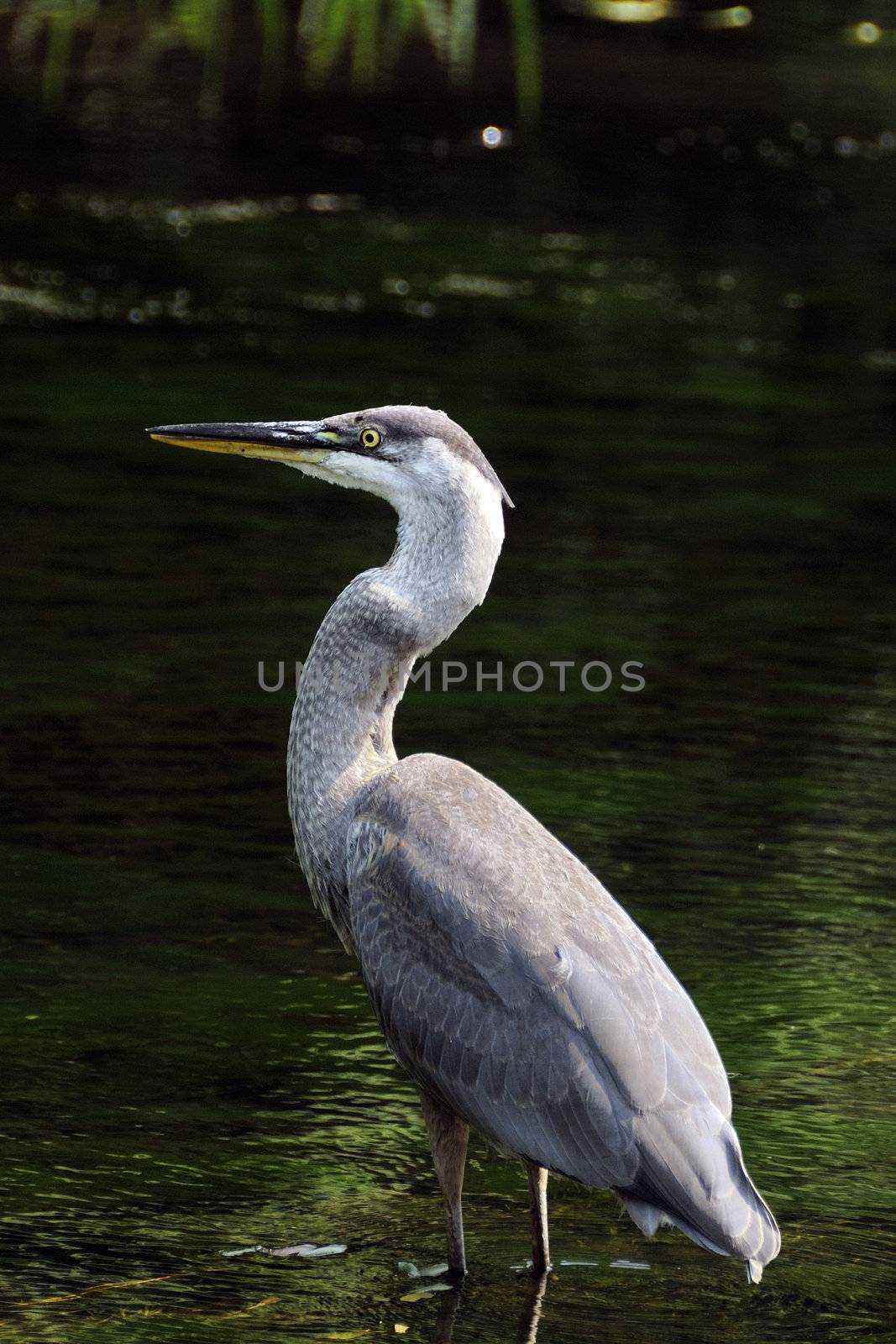 A beautiful and cautious Great blue heron looking for food