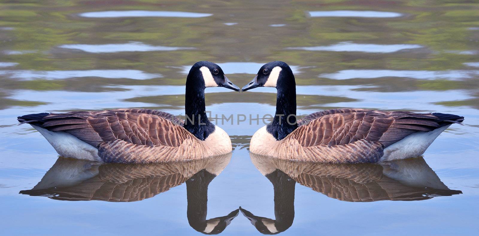 Two canadian geese forming an heart shape