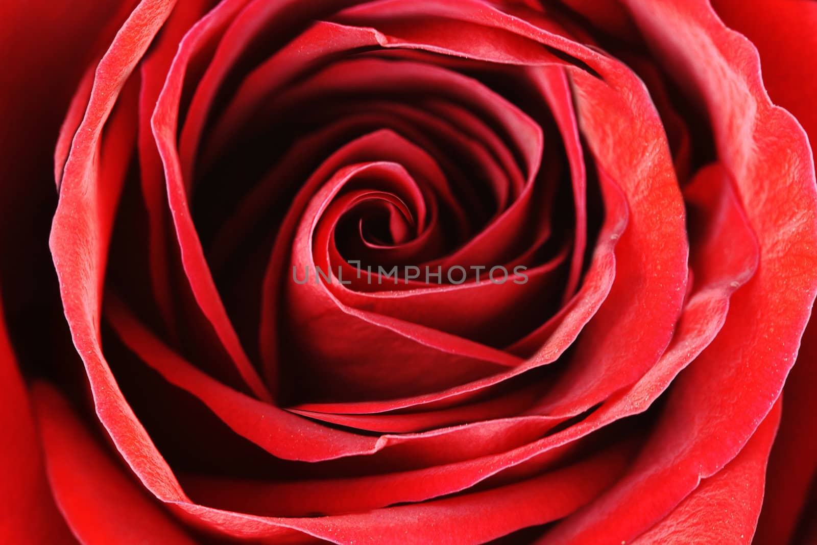 Macro of a beautiful red rose unfurling its petals. Extreme shallow DOF.