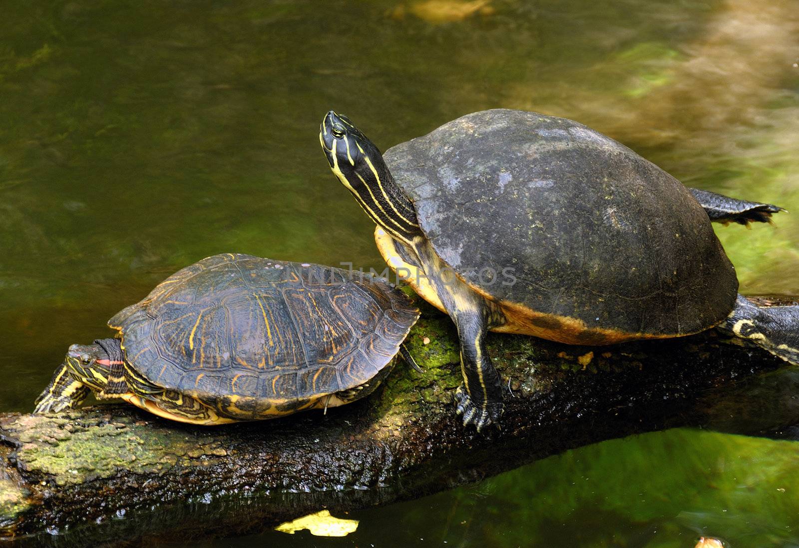 A pair of turtles resting near the shore