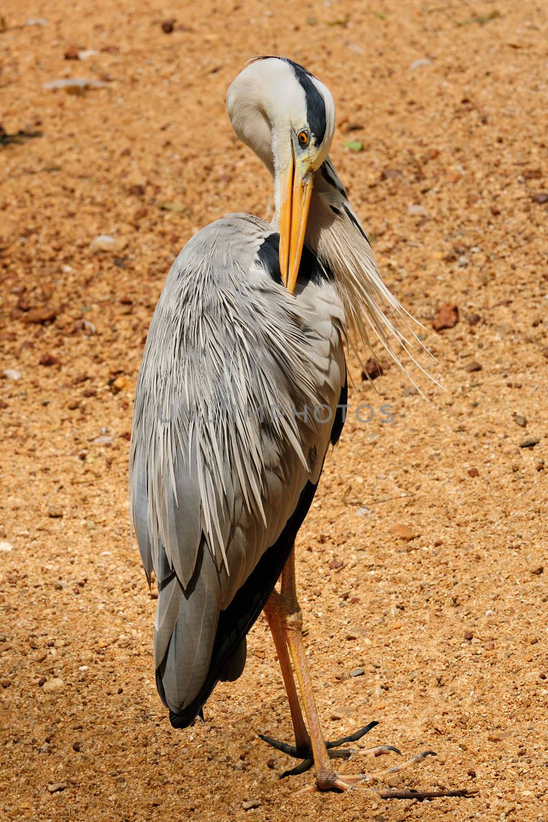 A grey heron stanging in the hot sun