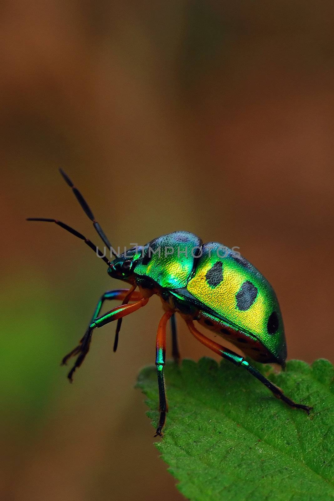 Jewel Bug by pazham