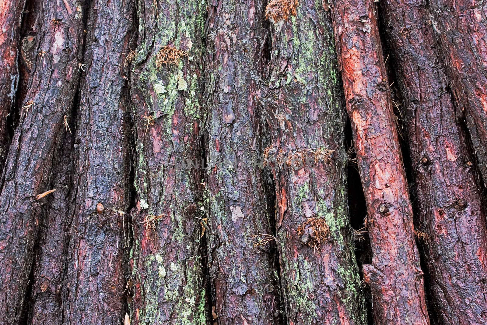 Fresh Cut Logs by sbonk