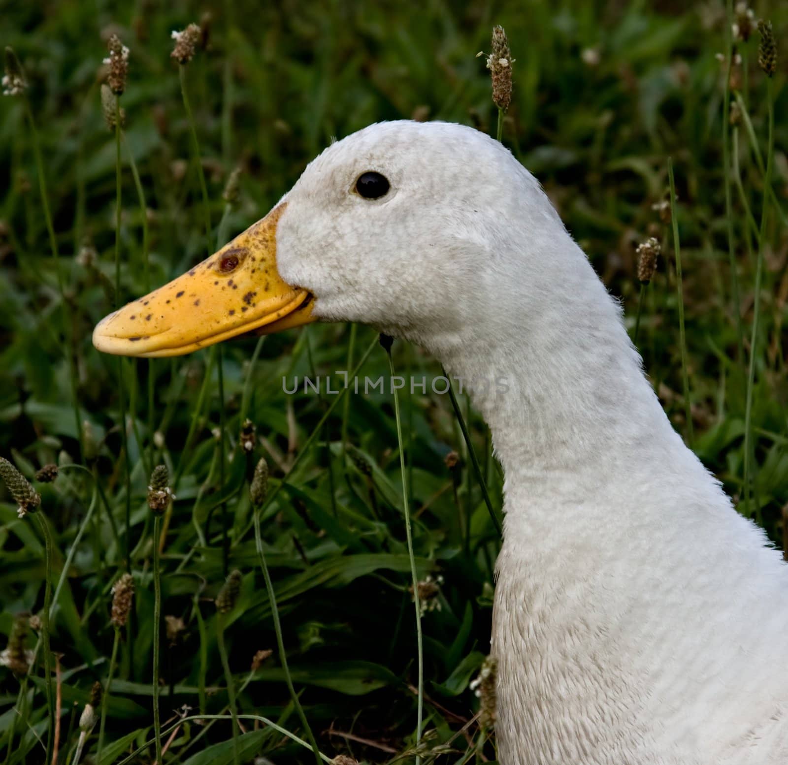 Dirty Duck by sbonk