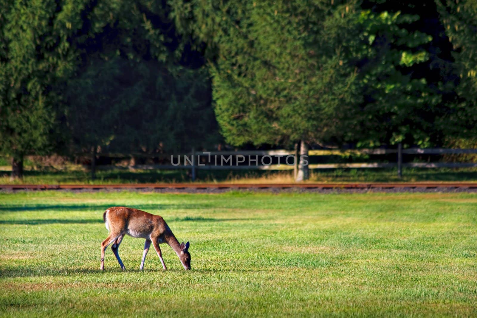 Deer in Field by sbonk