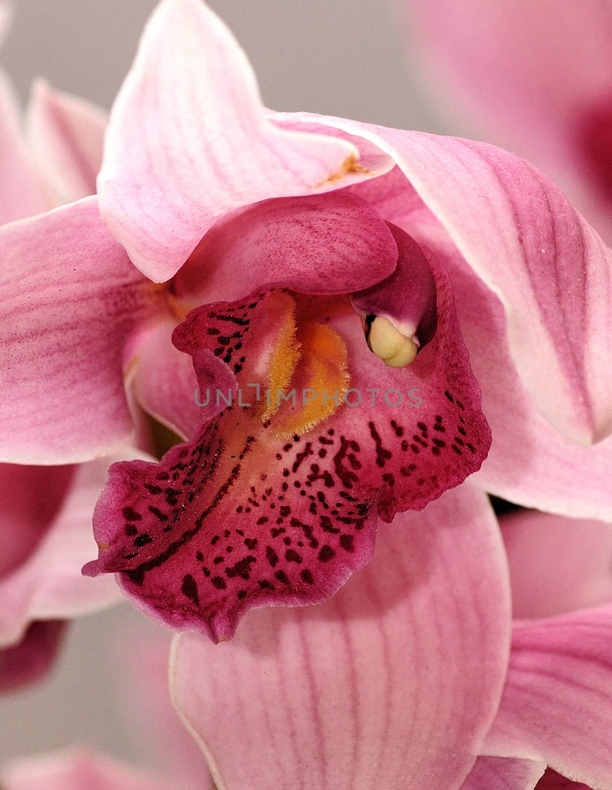 Closeup picture of a beautiful pink orchid
