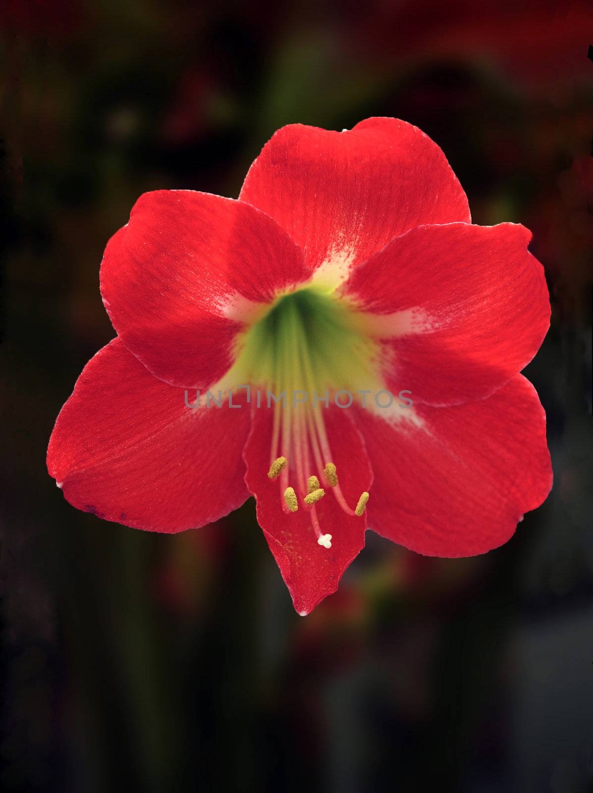 A beautiful backlit Amaryllis flower