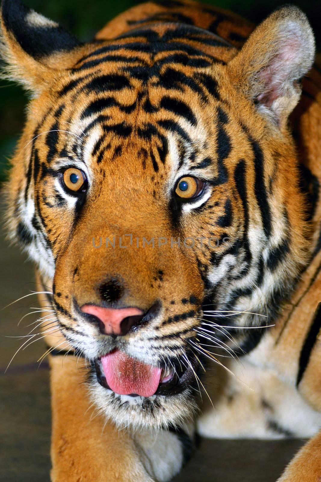 Tiger by pazham