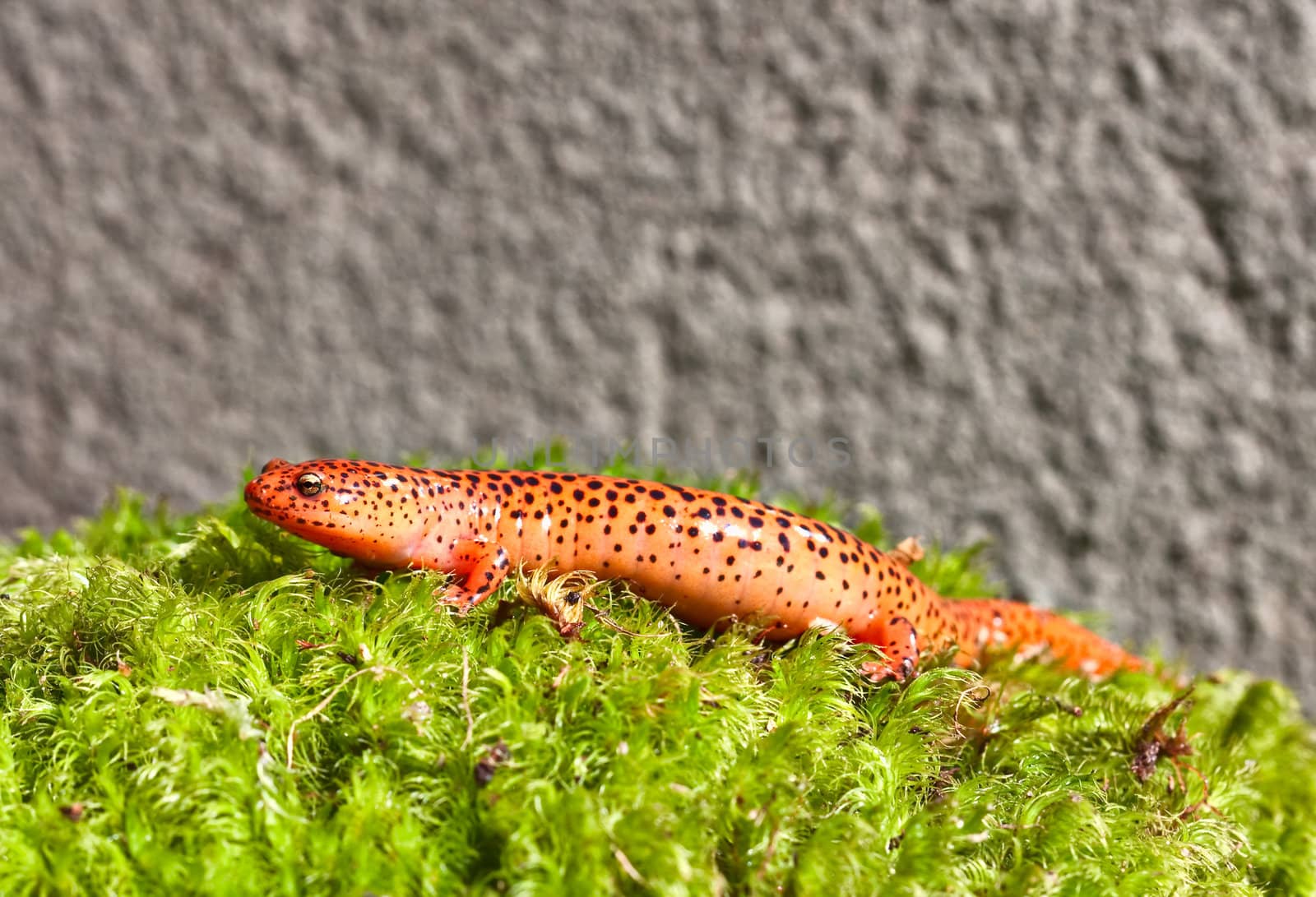 A Northern Red Salamander crawling in green moss