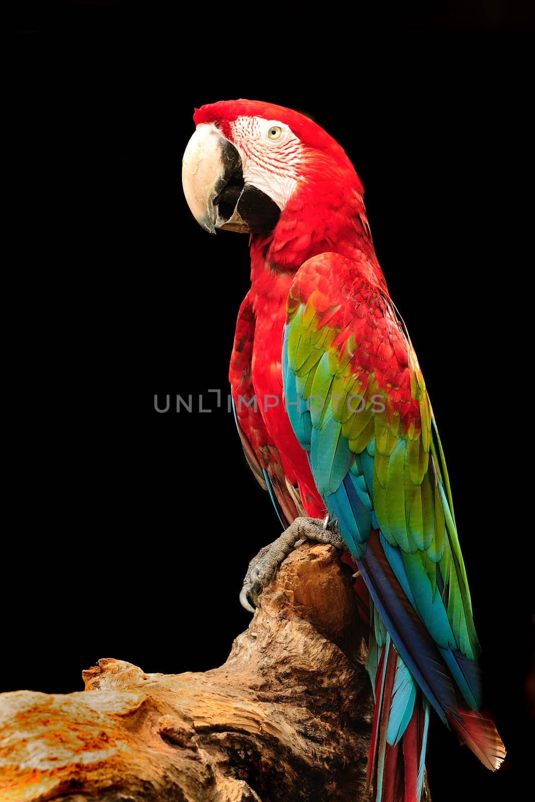 A beautiful macaw eagerly looking at the camera