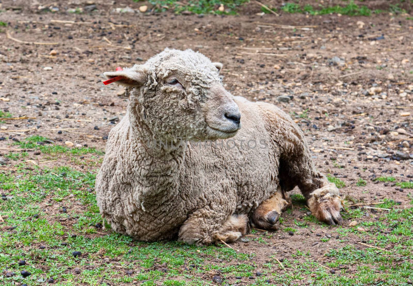 Sheep by sbonk