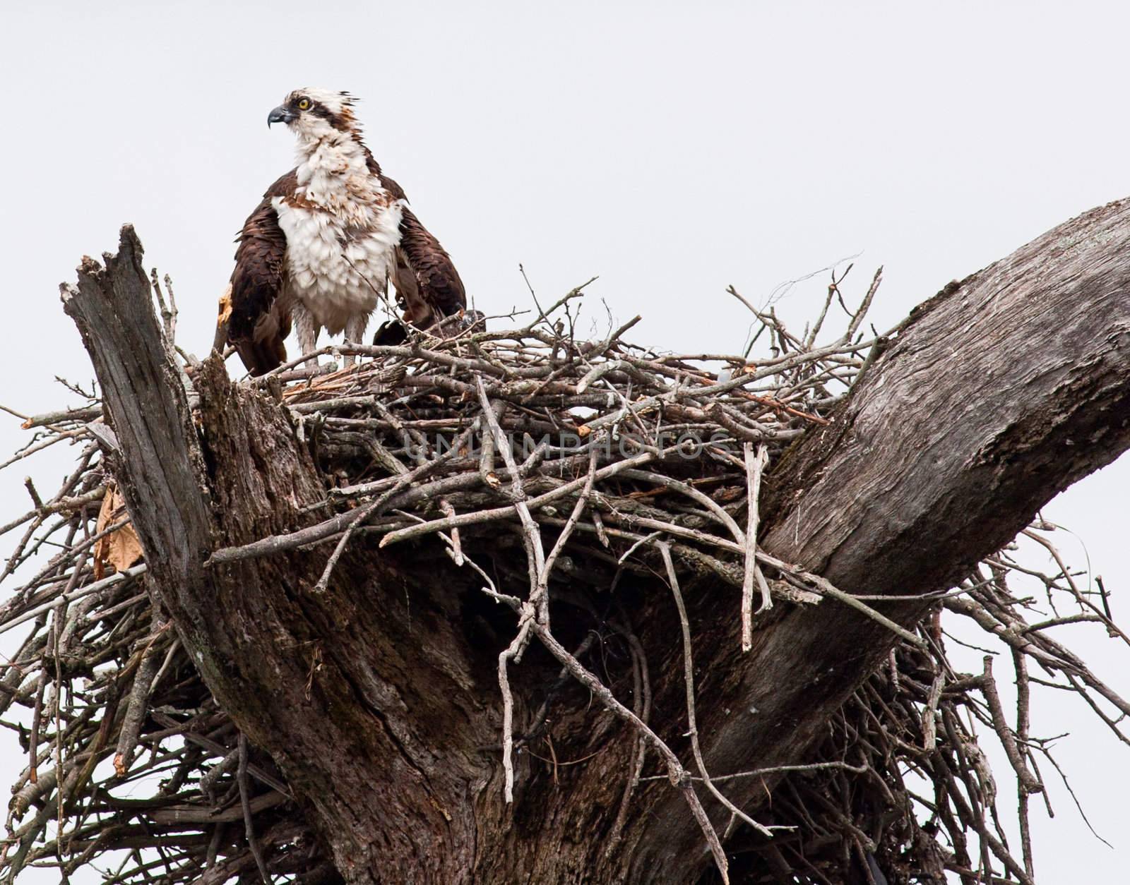 An osprey in a nest in a tree