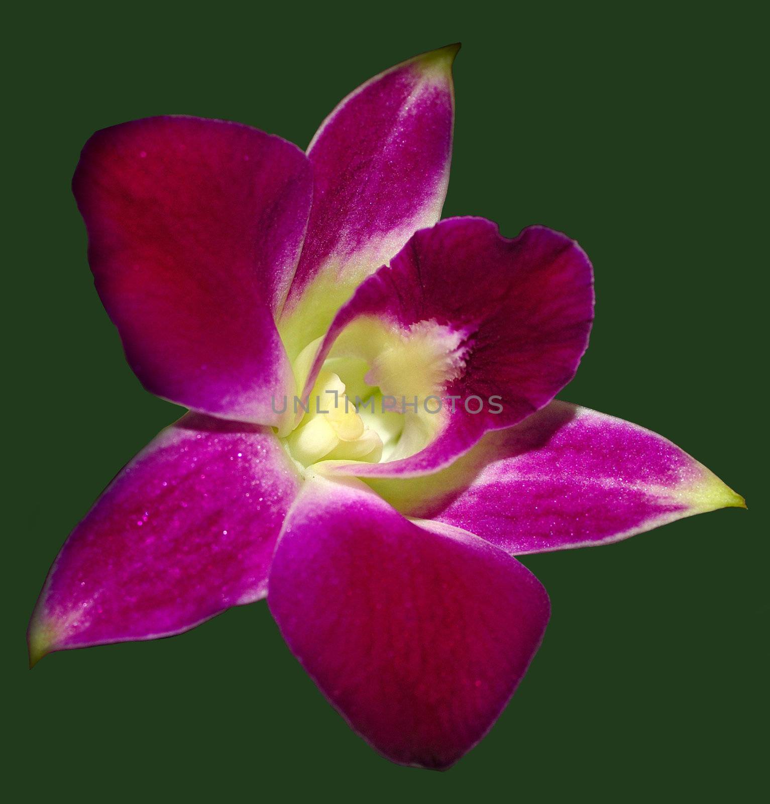 Pink Orchid by pazham