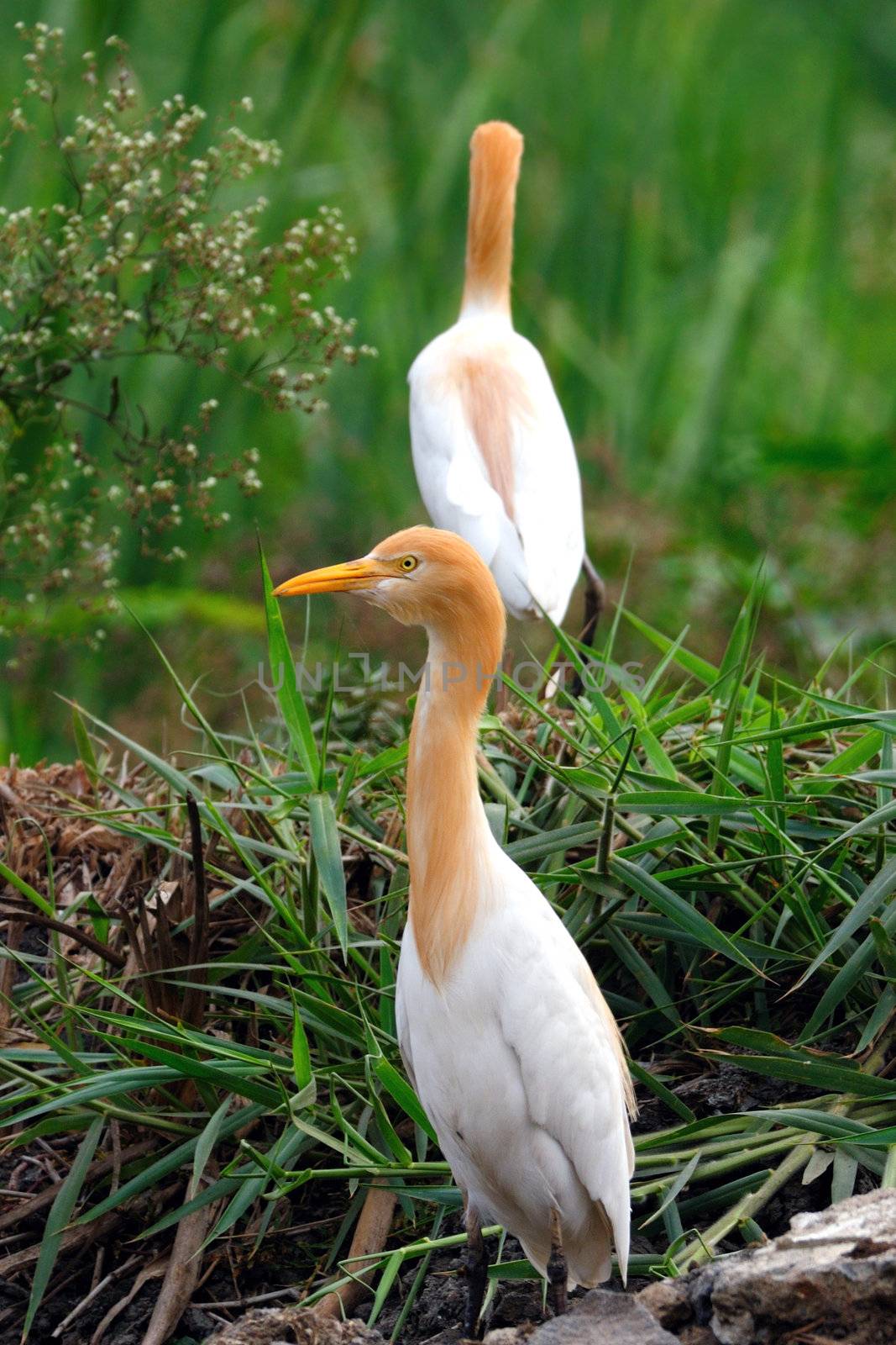 Beautiful large egrets on a greener marshland