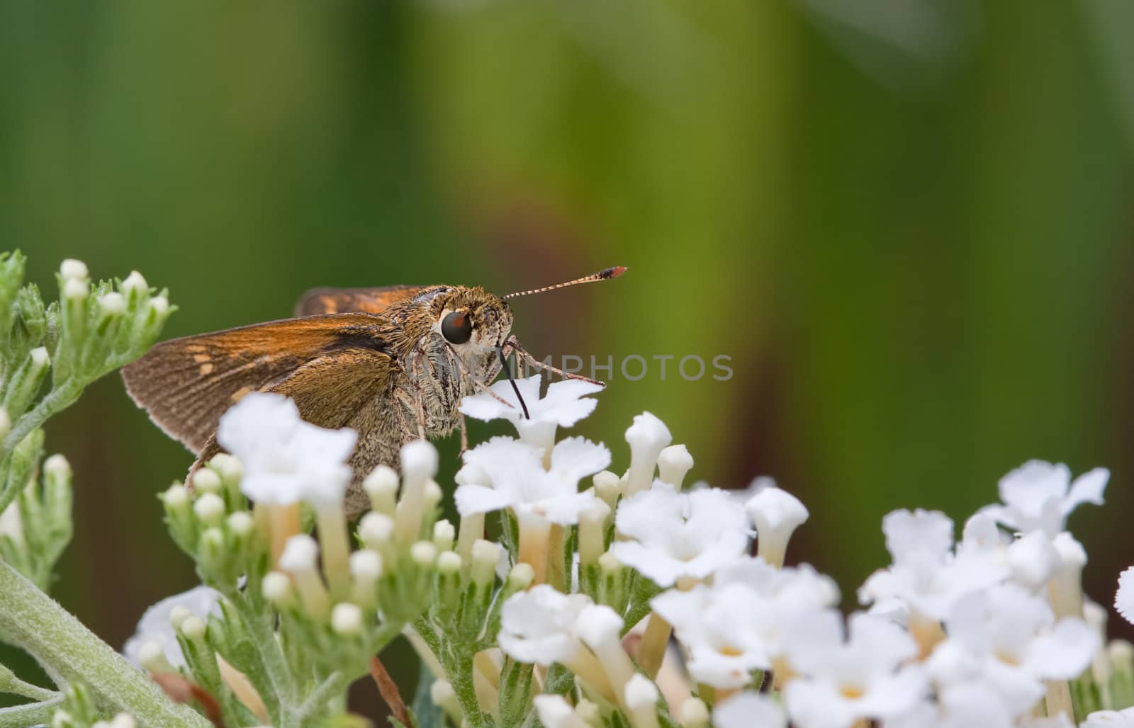A Silver-Spotted Skipper Butterfly Sucking Nectar from a flower in a garden. The butterfly tongue is clearly seen inserted into the flower.