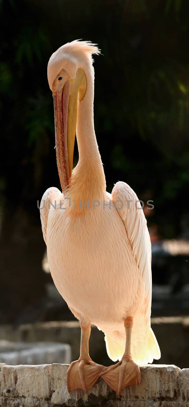 Beautiful large Pelican being backlit by the sun