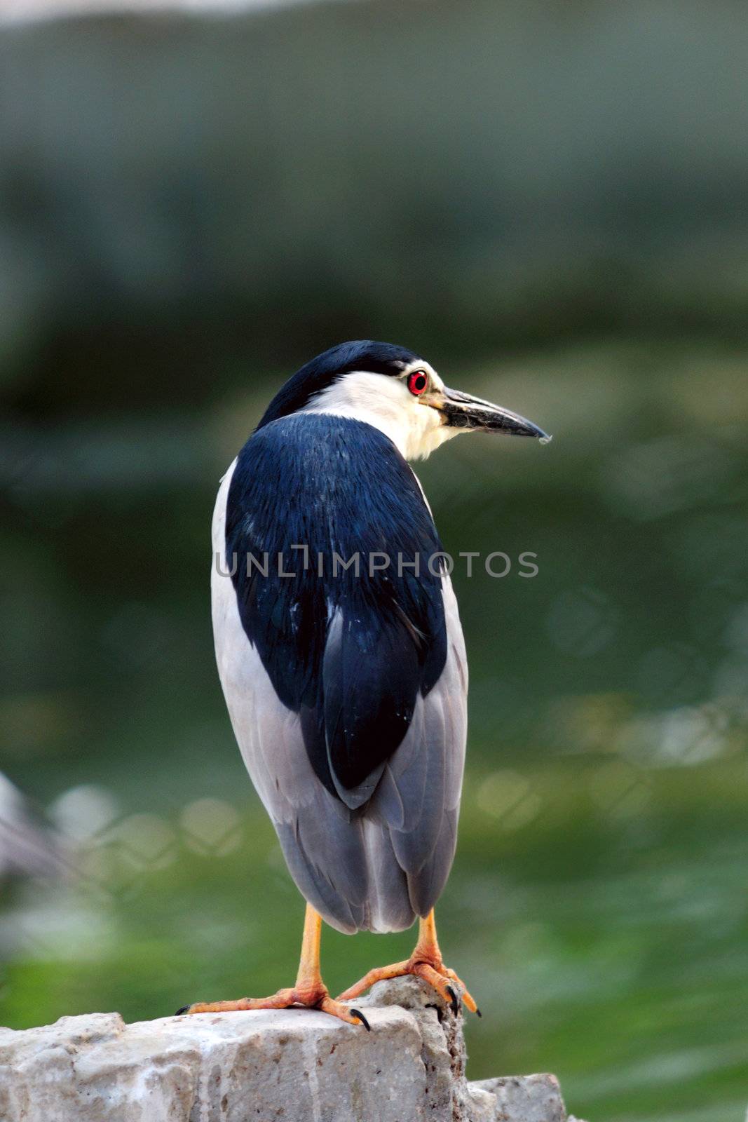 Night Heron by pazham