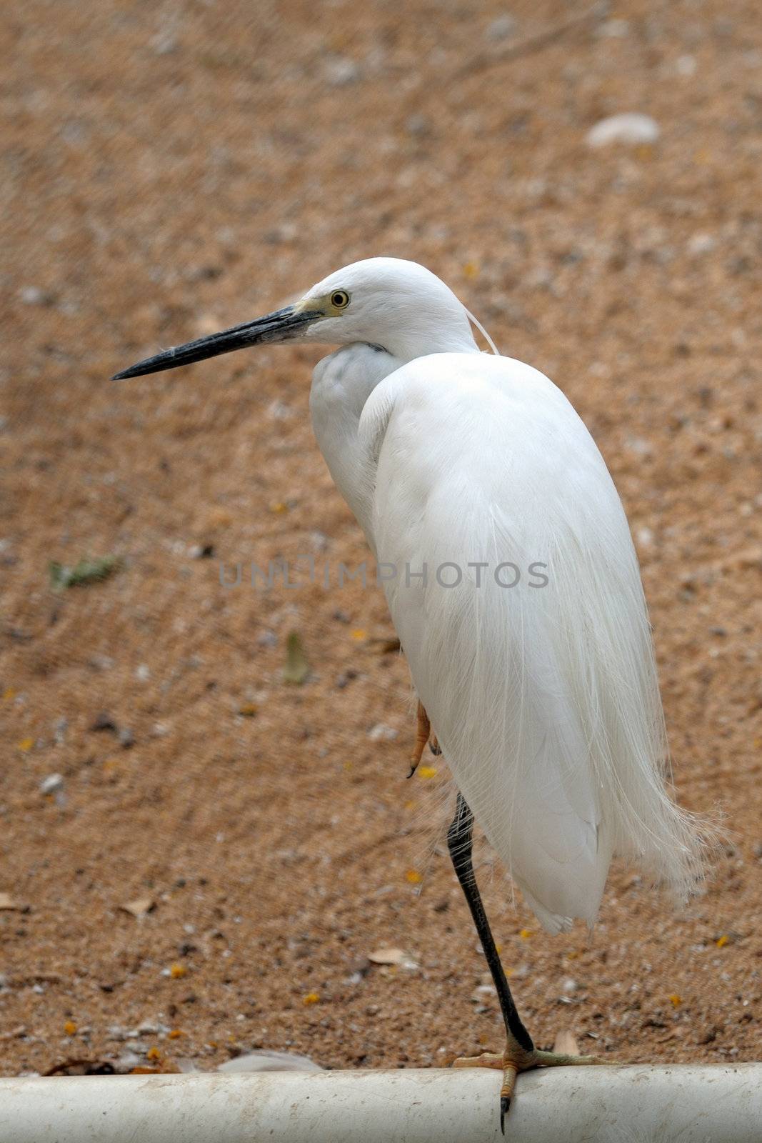 A beautiful cattle egret standing on one leg
