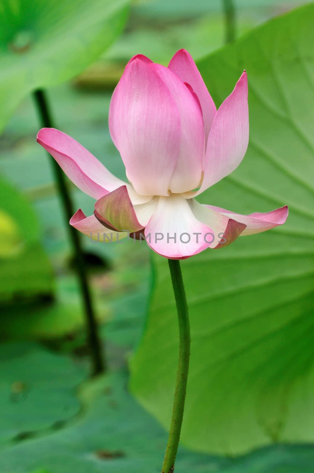 Fresh young lotus bud at a local pond