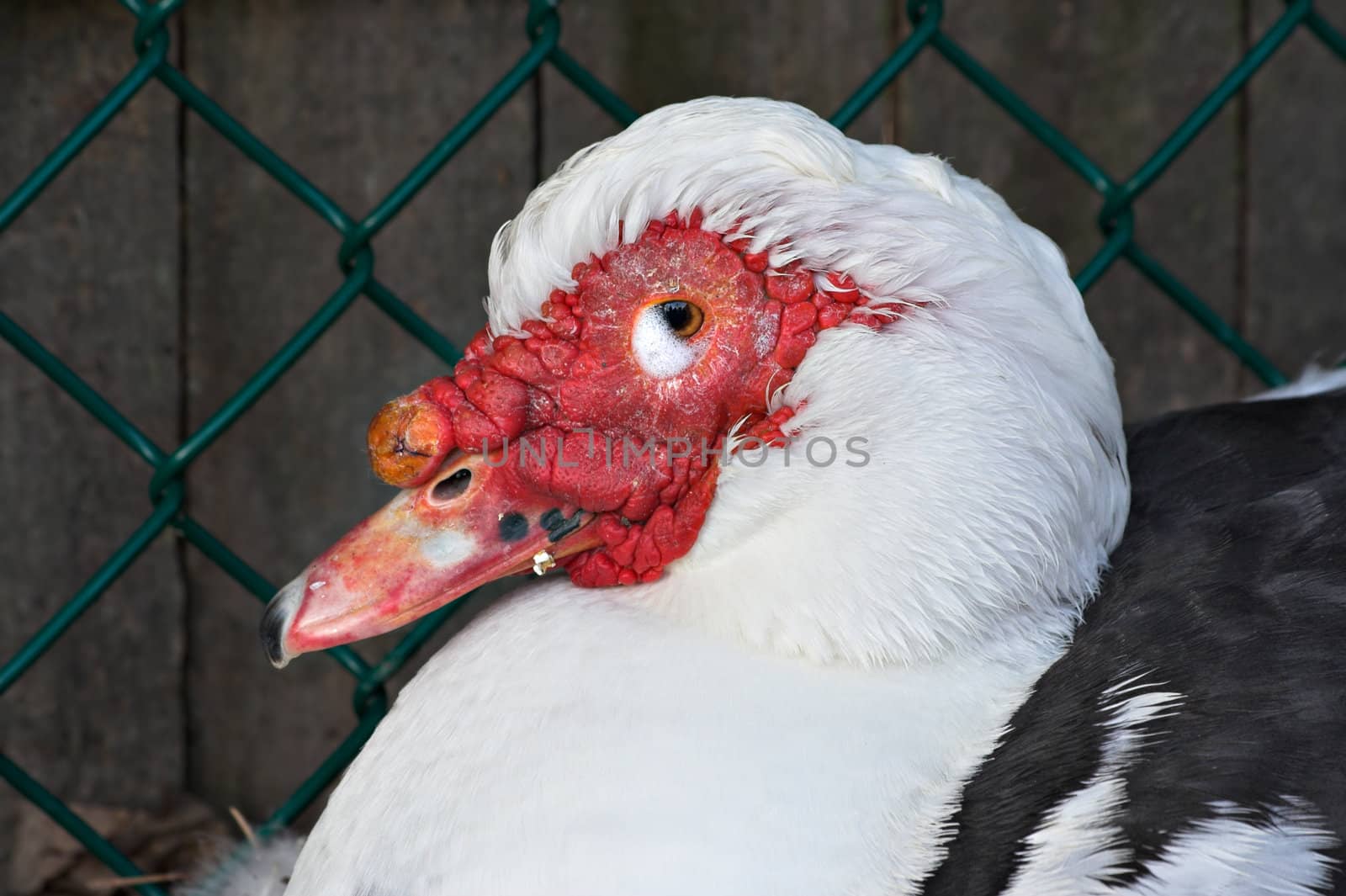 A muscovy duck sitting in front of a fence