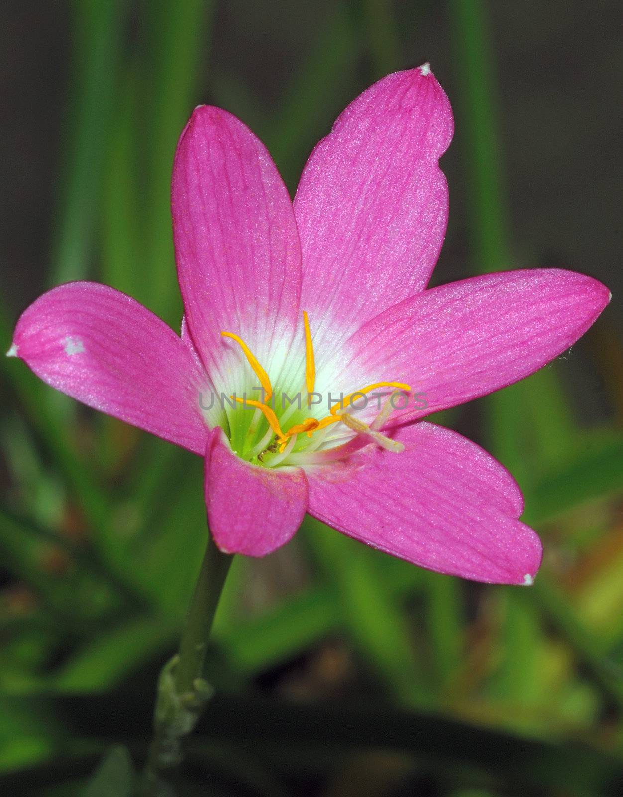 A close up picture of a purple flower