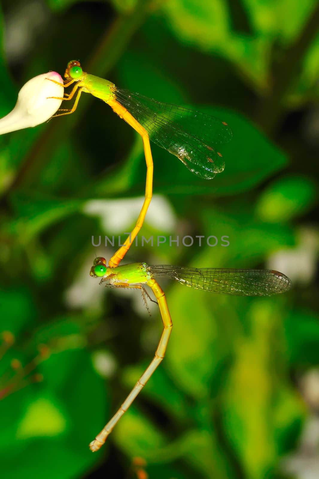 Dragonflies by pazham