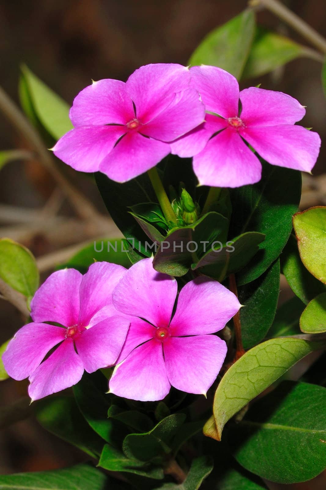 Two pairs of purple flower against a natural back ground