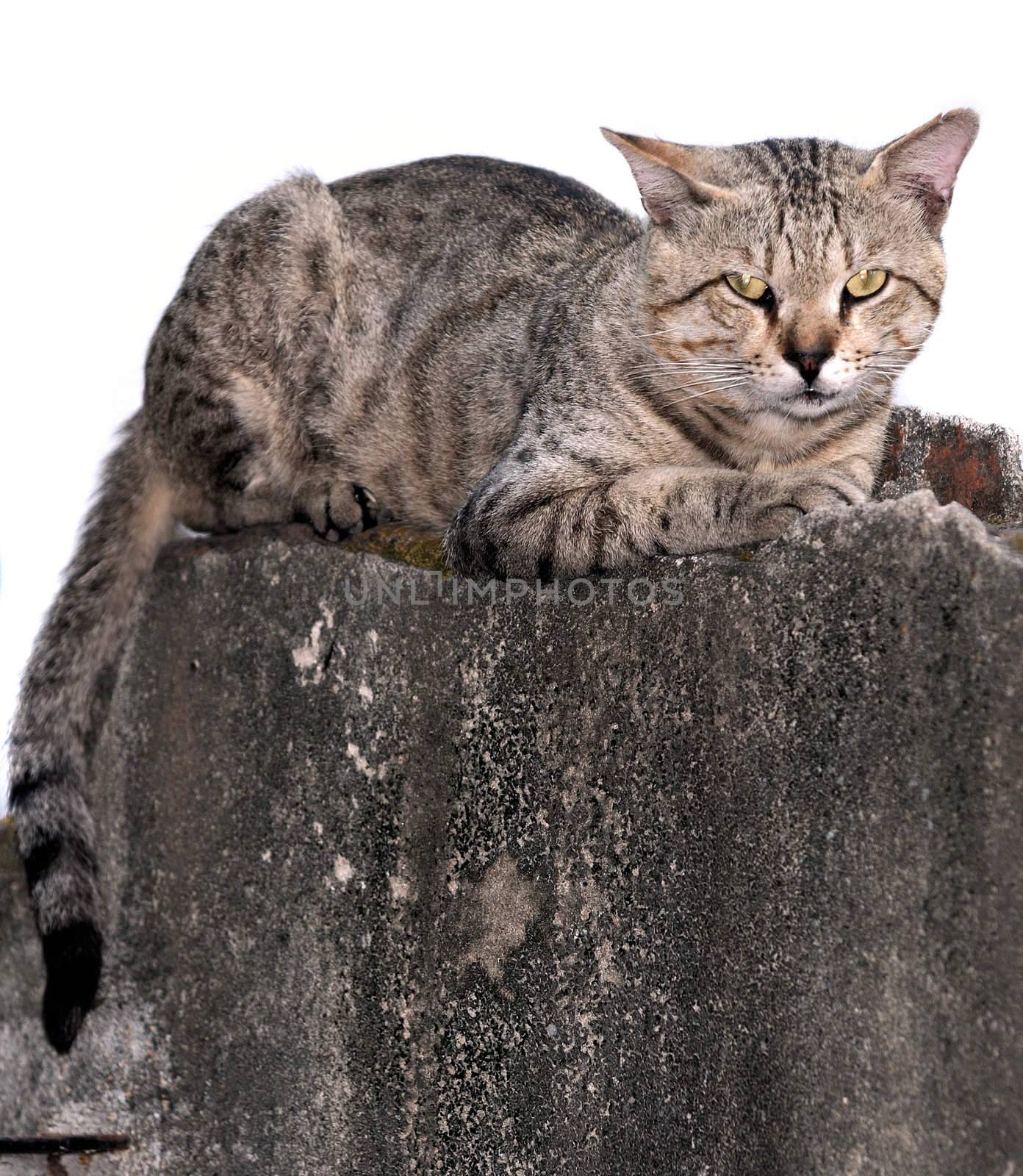 A street cat sitting on the wall waiting to jump