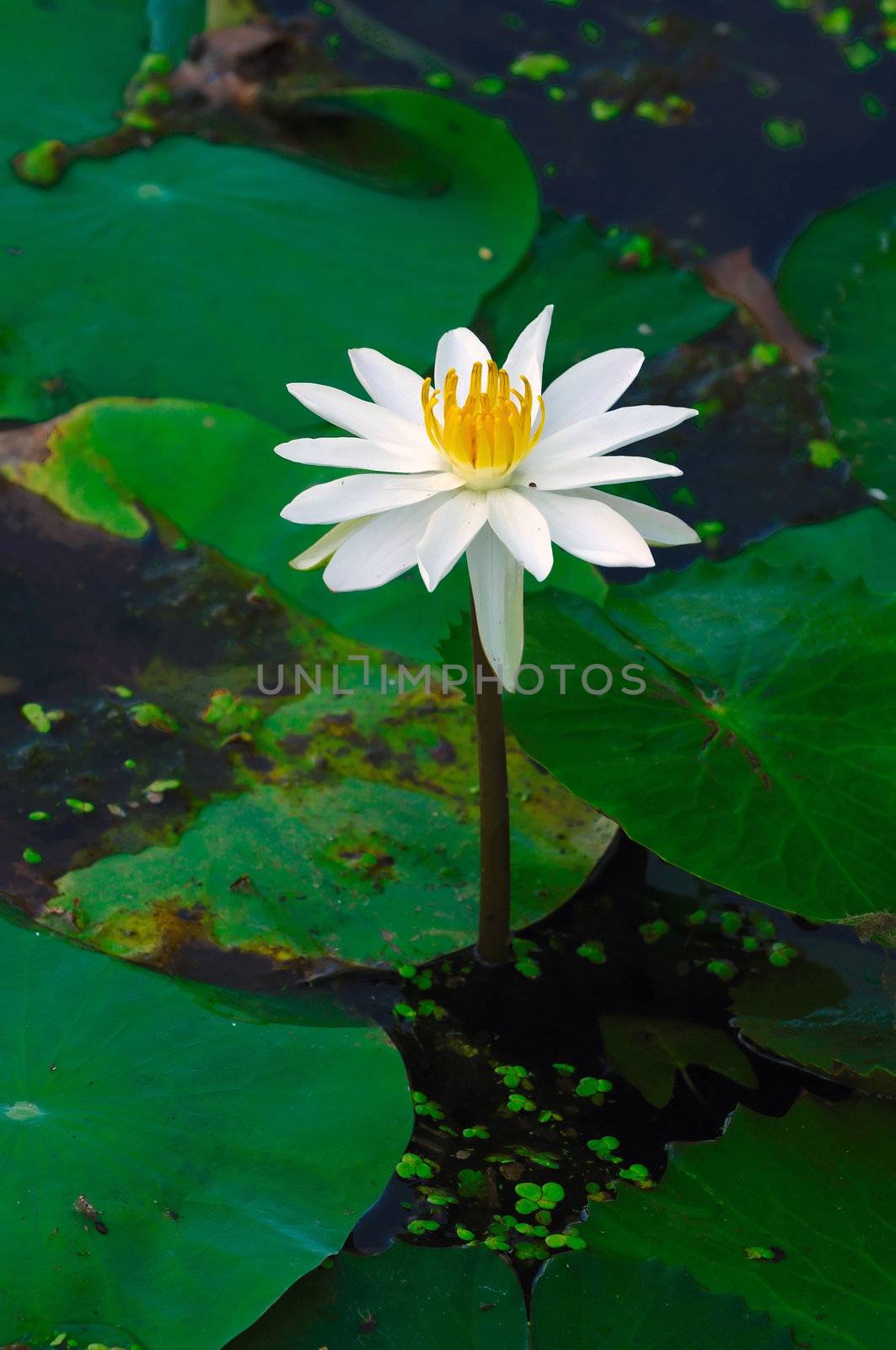 White Lily by pazham