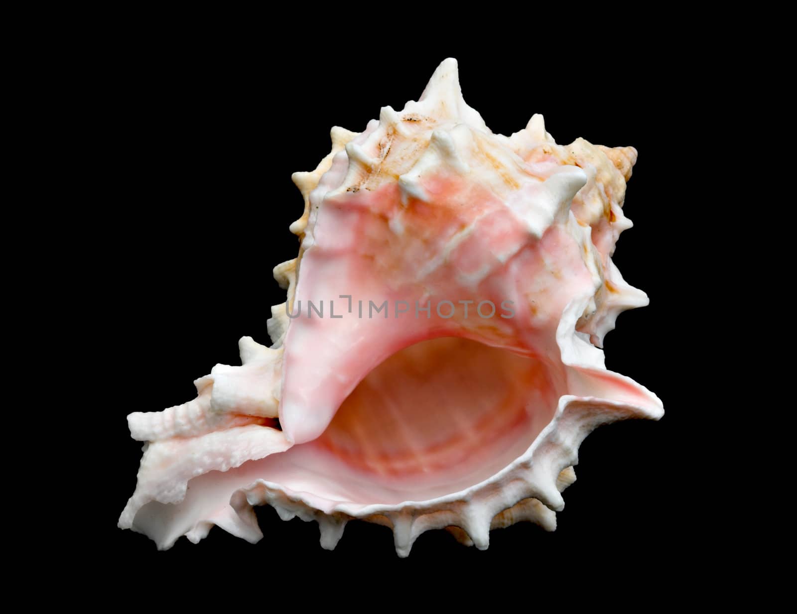 Seashell Over Black #8 (Conch) by sbonk