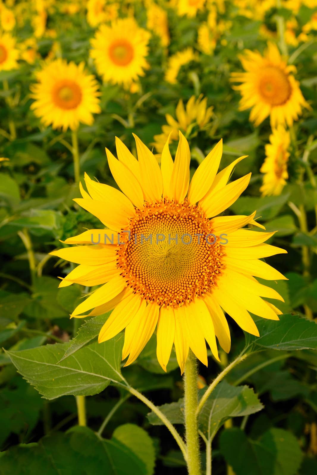 Sunflower by pazham